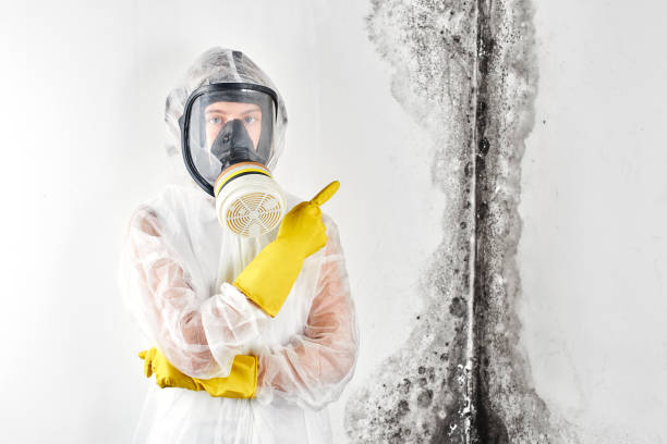 Best Comprehensive Air Testing for Mold Contaminants  in Eldora, IA