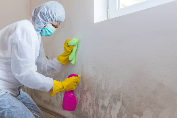 Biohazard Mold Removal in Eldora, IA